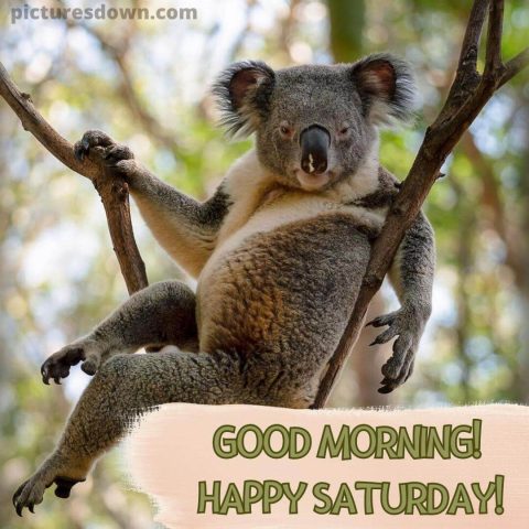 Good morning saturday funny image koala free download