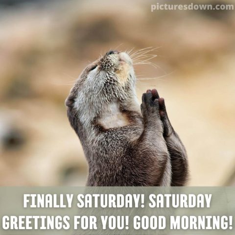 Good morning saturday funny image rodent free download