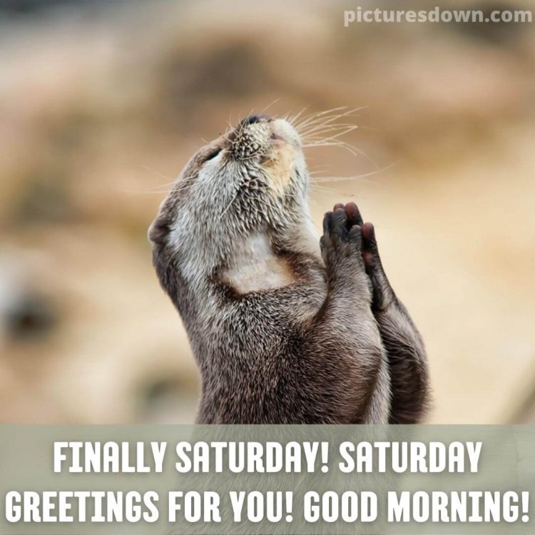 Good morning saturday funny image rodent free download