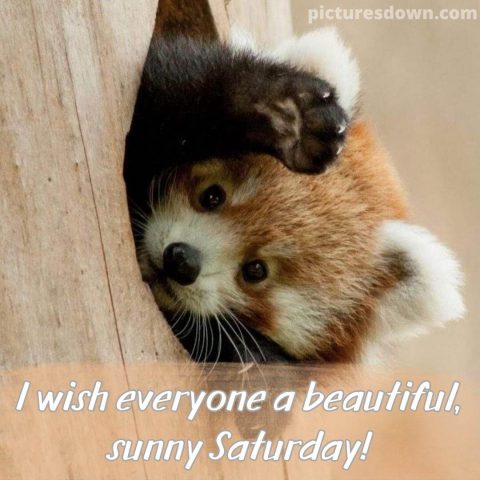 Good morning saturday funny image little panda free download