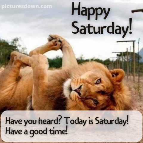 Good morning saturday funny picture lion free download
