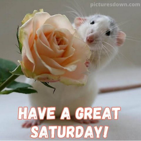 Good morning saturday funny picture mouse free download