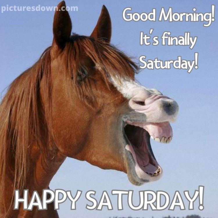 Good morning saturday funny picture horse free download