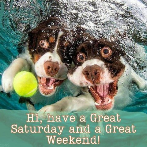 Good morning saturday funny picture two dogs free download