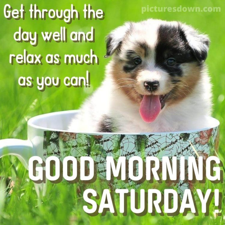 Good morning saturday image dog in a cup free download