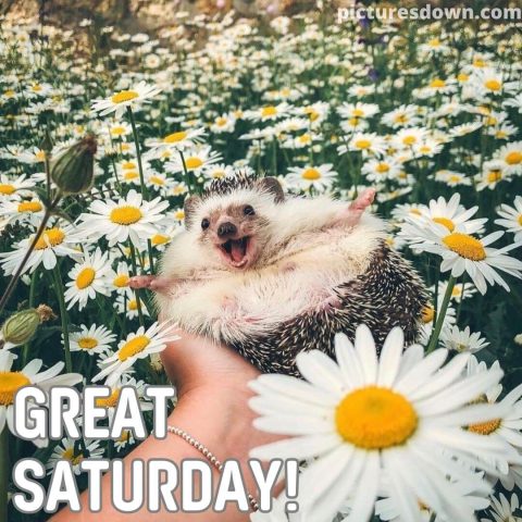 Good morning saturday image hedgehog and daisies free download