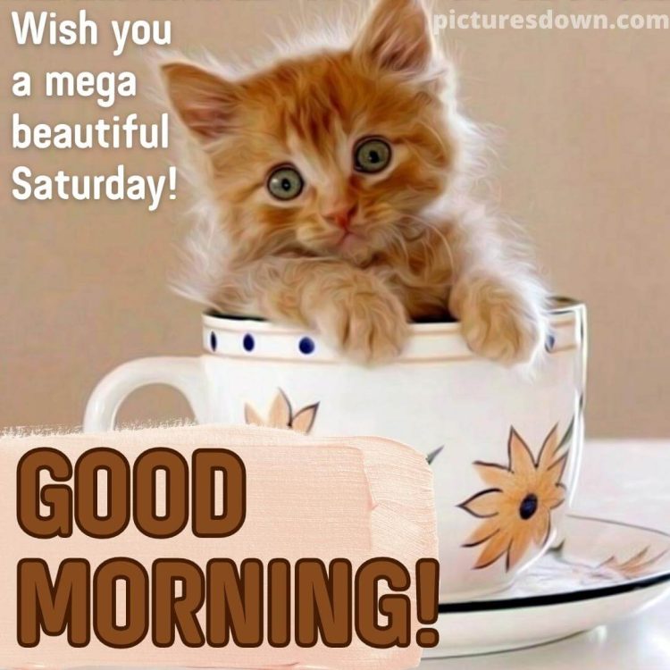 Good morning saturday image cat in a cup free download