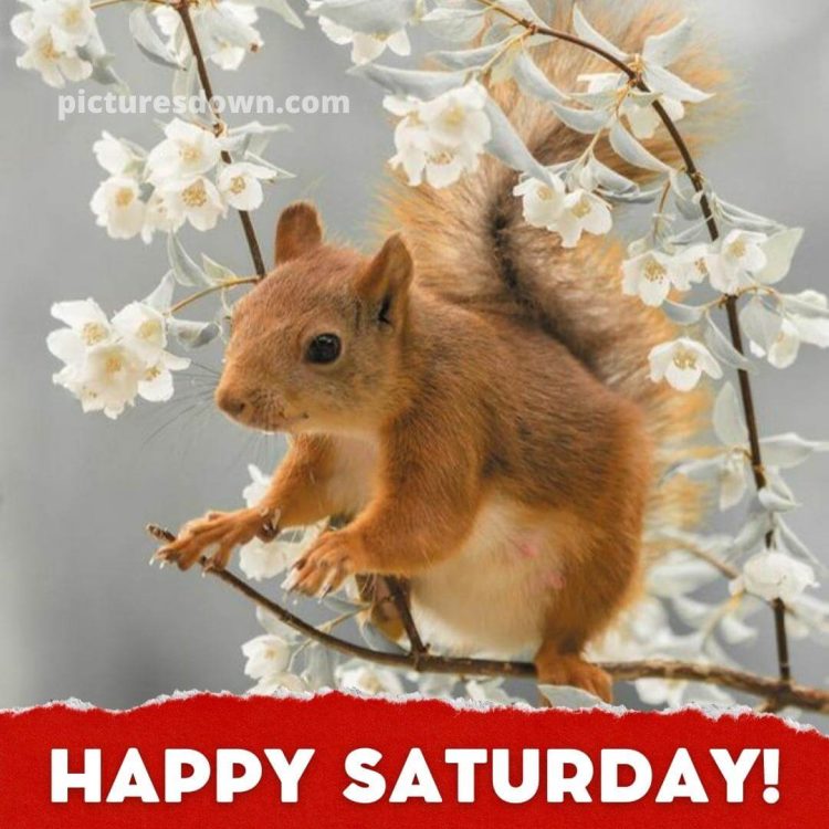 Good morning saturday image squirrel free download