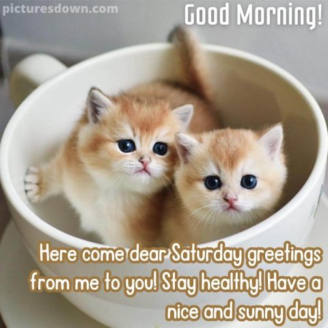 Good morning saturday image two cats free download
