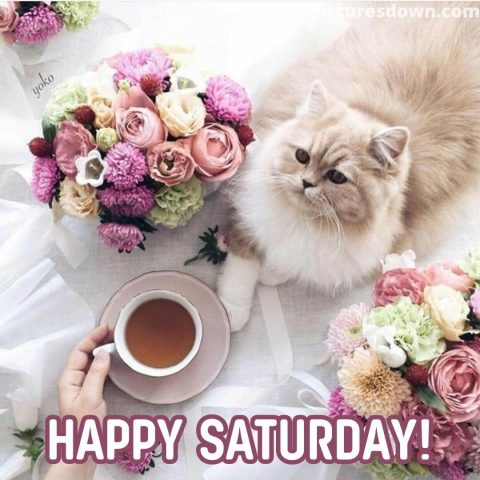 Good morning saturday image cat and flowers free download