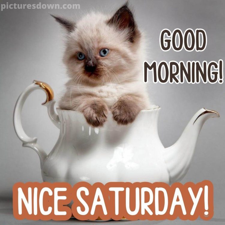 Good morning saturday image small cat free download