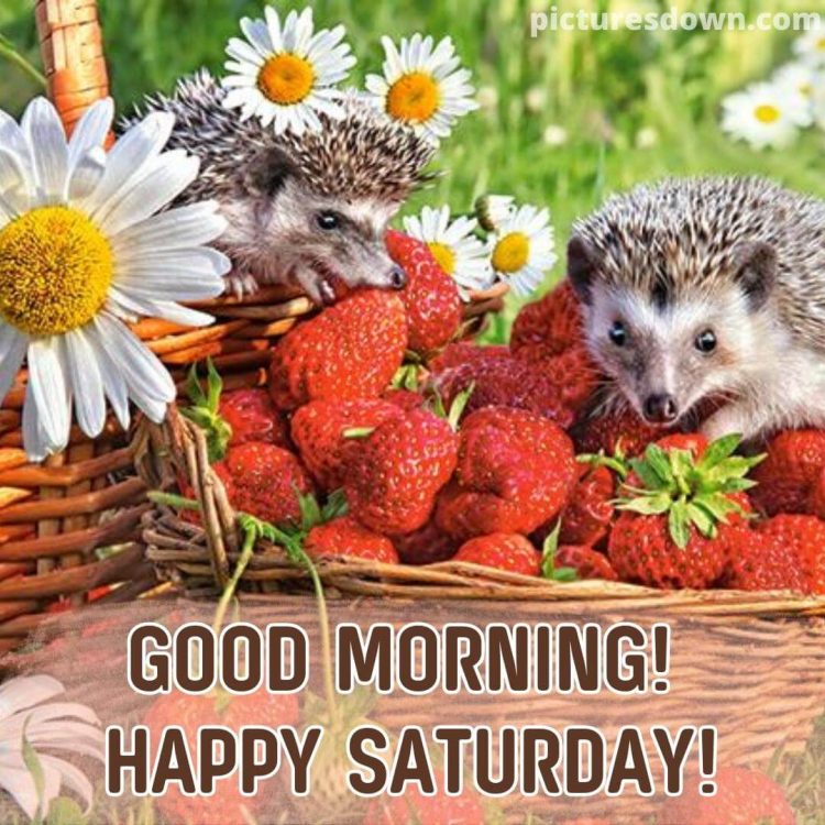 Good morning saturday image strawberries free download