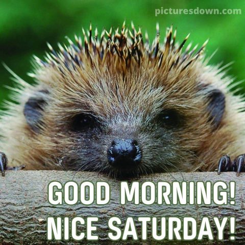 Good morning saturday image hedgehog free download