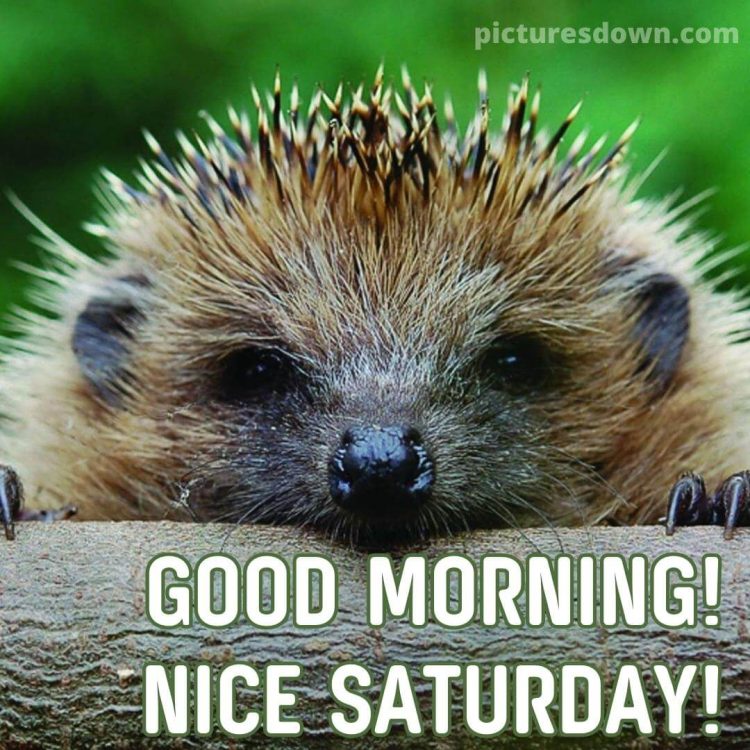 Good morning saturday image hedgehog free download