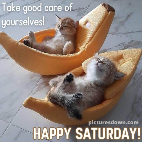 Good morning saturday image the cats are resting free download