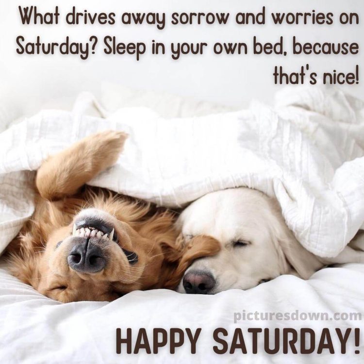 Good morning saturday image dogs in bed free download