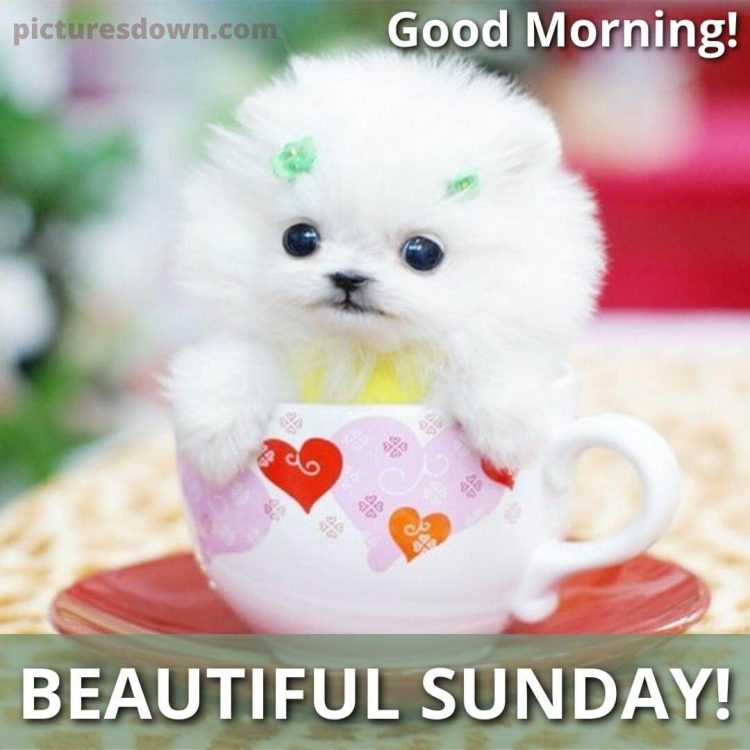 Good sunday morning image dog in a cup free download