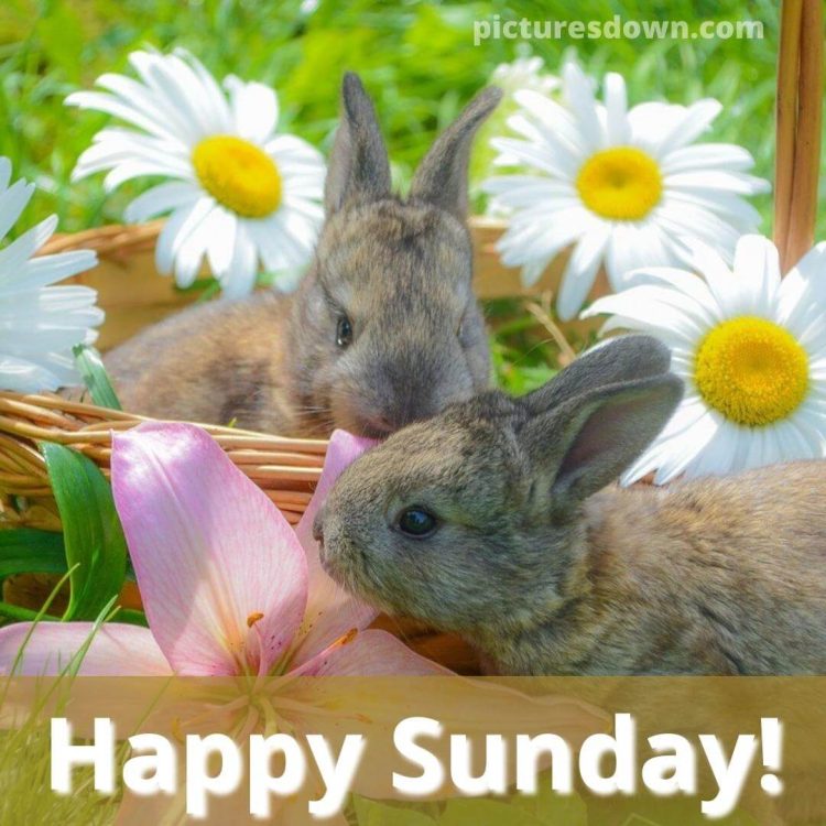 Good sunday morning image rabbits free download