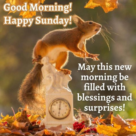 Good sunday morning image squirrel free download