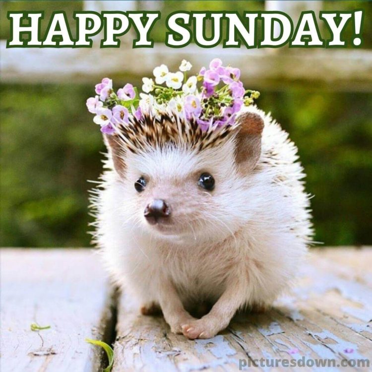 Good sunday morning image hedgehog free download