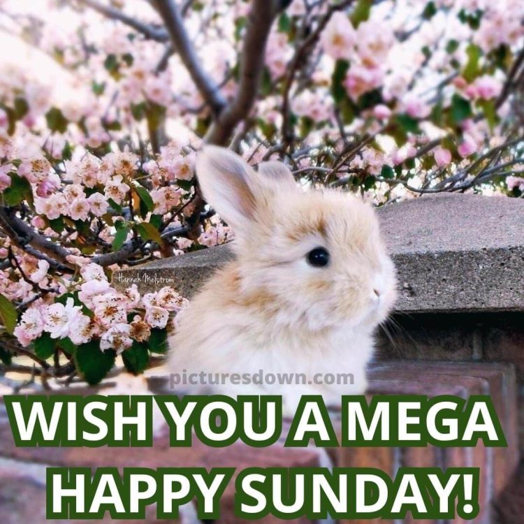 Good sunday morning image little rabbit free download