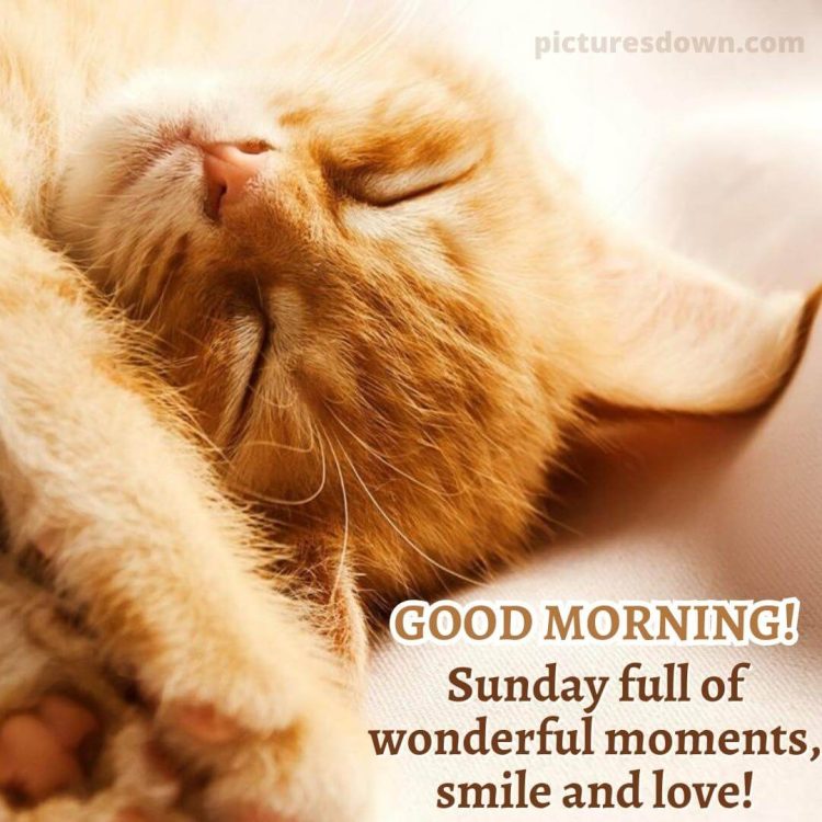 Good sunday morning image cat free download