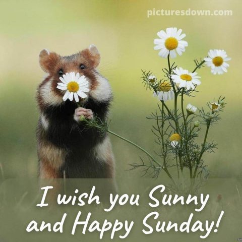 Good sunday morning image mouse and flower free download