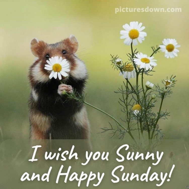 Good sunday morning image mouse and flower free download