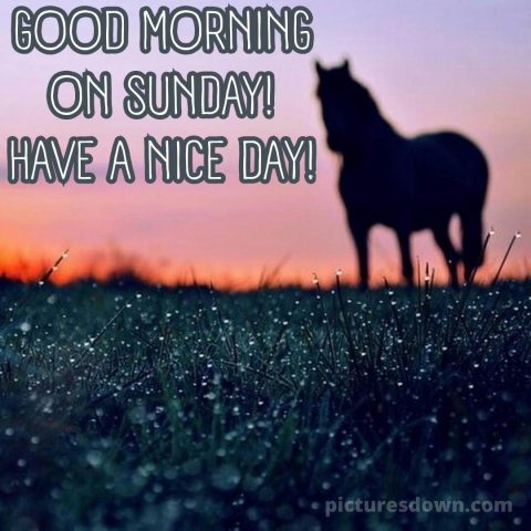 Good sunday morning image horse free download