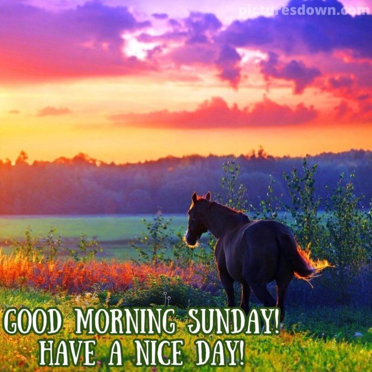 Good sunday morning image big horse free download