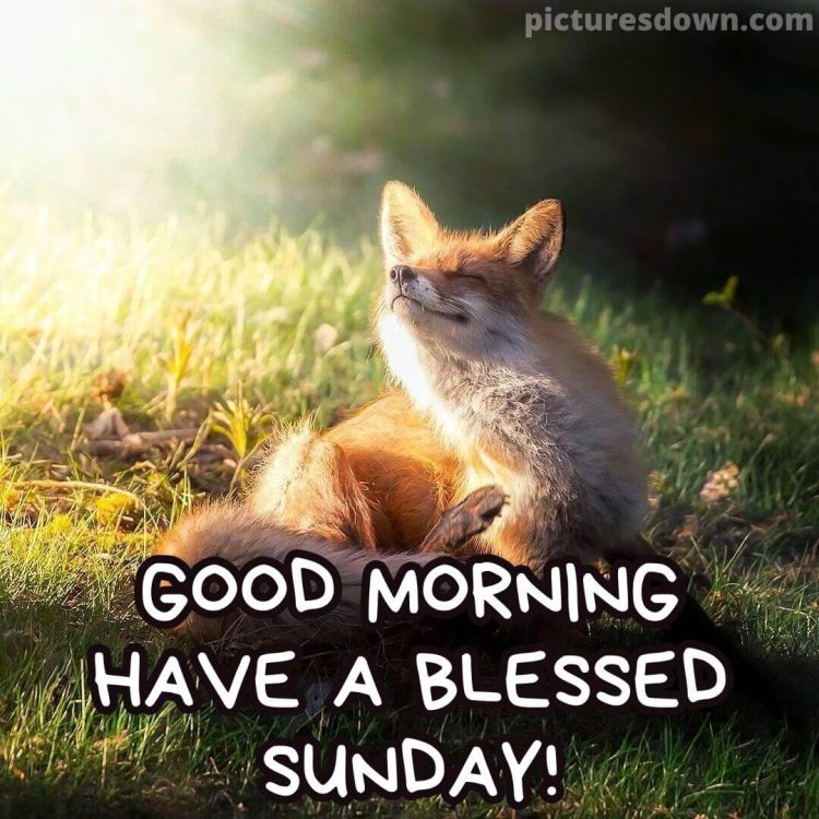Good sunday morning image fox free download