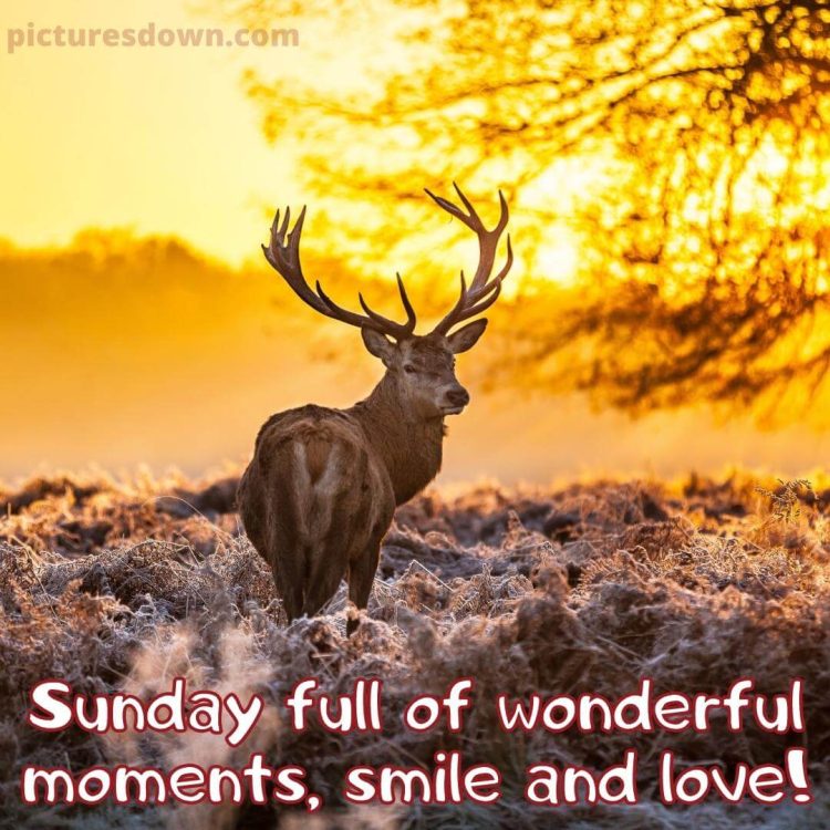 Good sunday morning image deer free download
