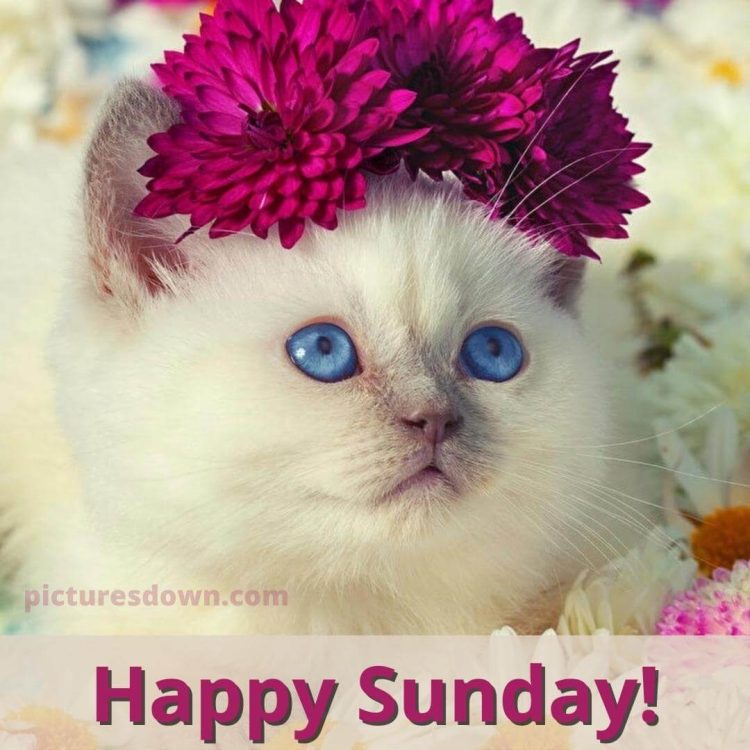 Good sunday morning image cat with flowers free download