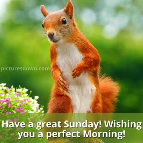 Good sunday morning image squirrel and flowers free download
