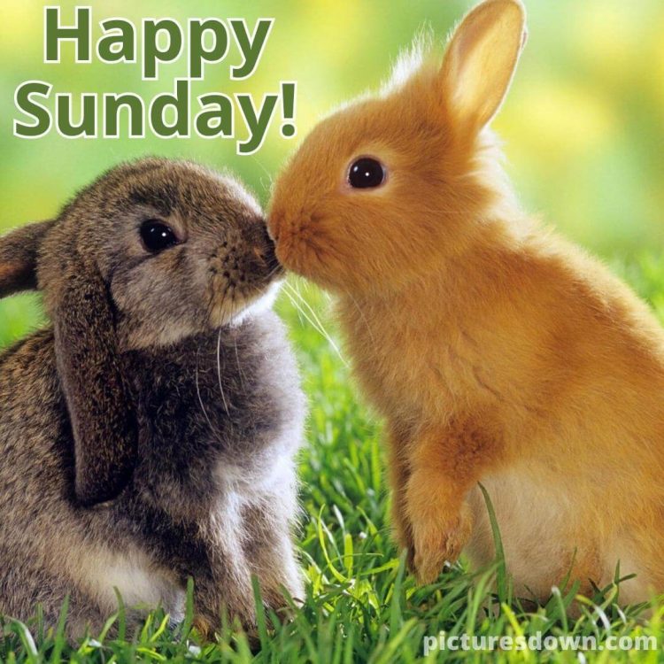 Good sunday morning image two rabbits free download