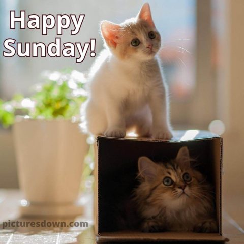 Good sunday morning image two cats free download