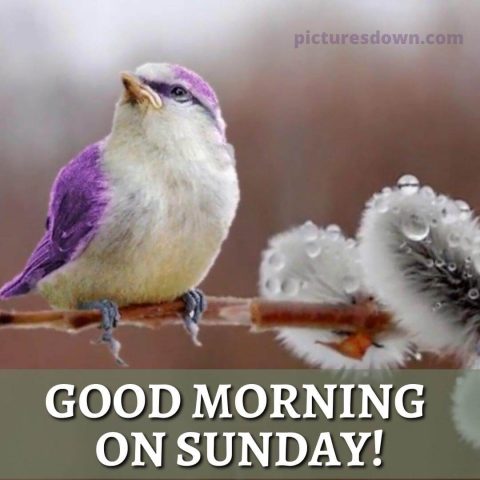 Good sunday morning image birdie free download