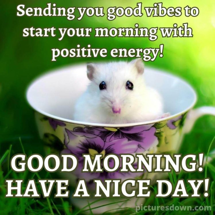 Good sunday morning image mouse in a cup free download