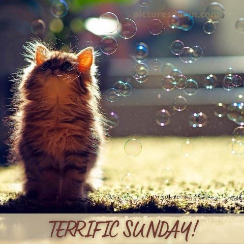 Good sunday morning image cat and bulbs free download
