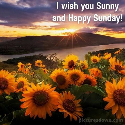 Good sunday morning image sunflower free download