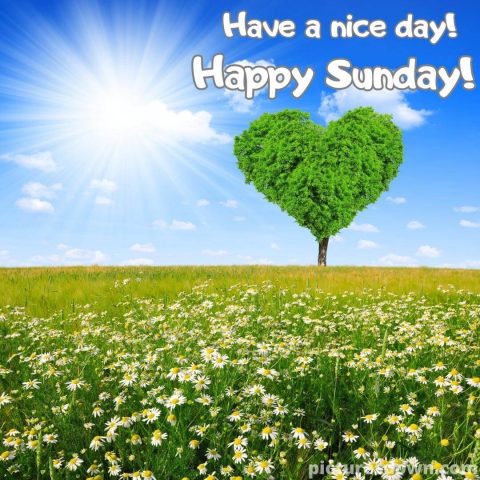 Good morning sunday love image tree free download