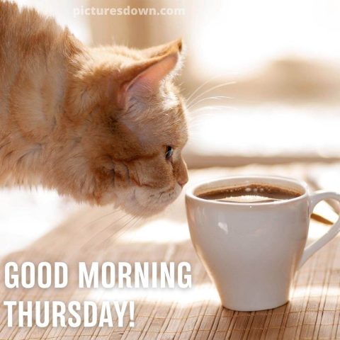 Good morning thursday coffee image cat free download