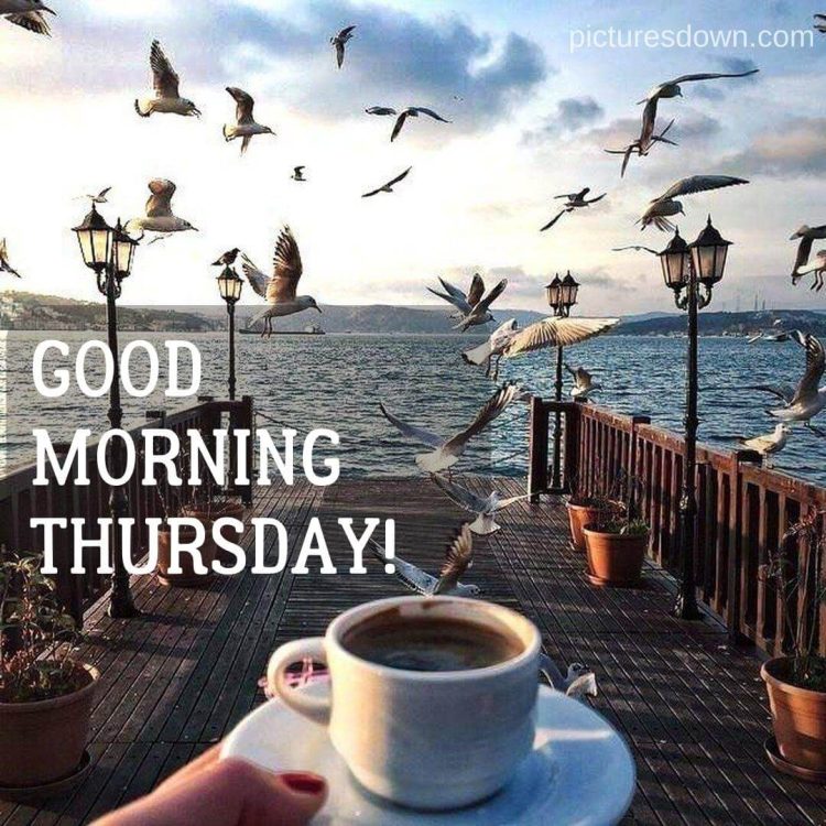 Good morning thursday coffee image seagulls free download