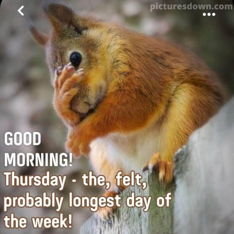 Thursday morning greeting squirrel free download
