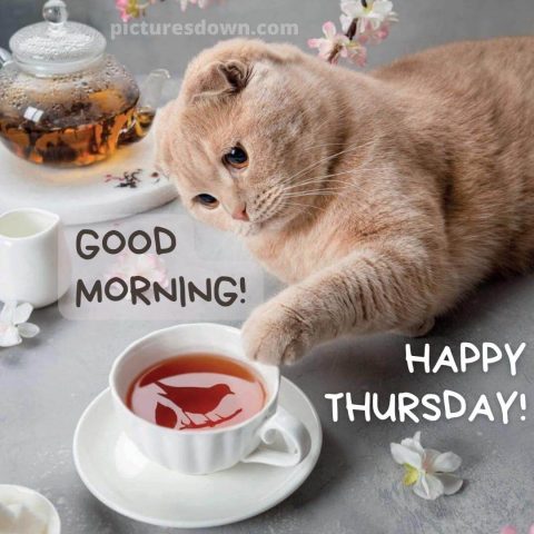 Thursday morning greeting cat free download