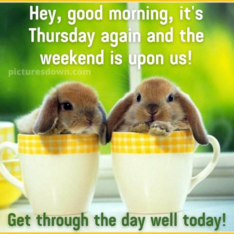 Thursday morning greeting two rabbits free download