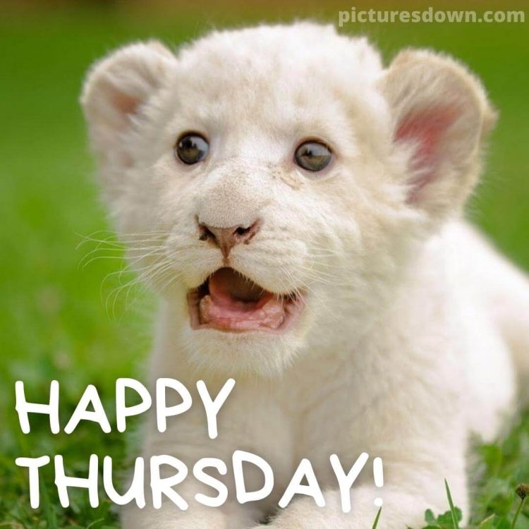 Thursday morning message white lion free download