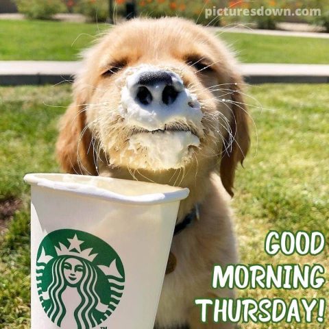 Thursday morning message dog in coffee free download