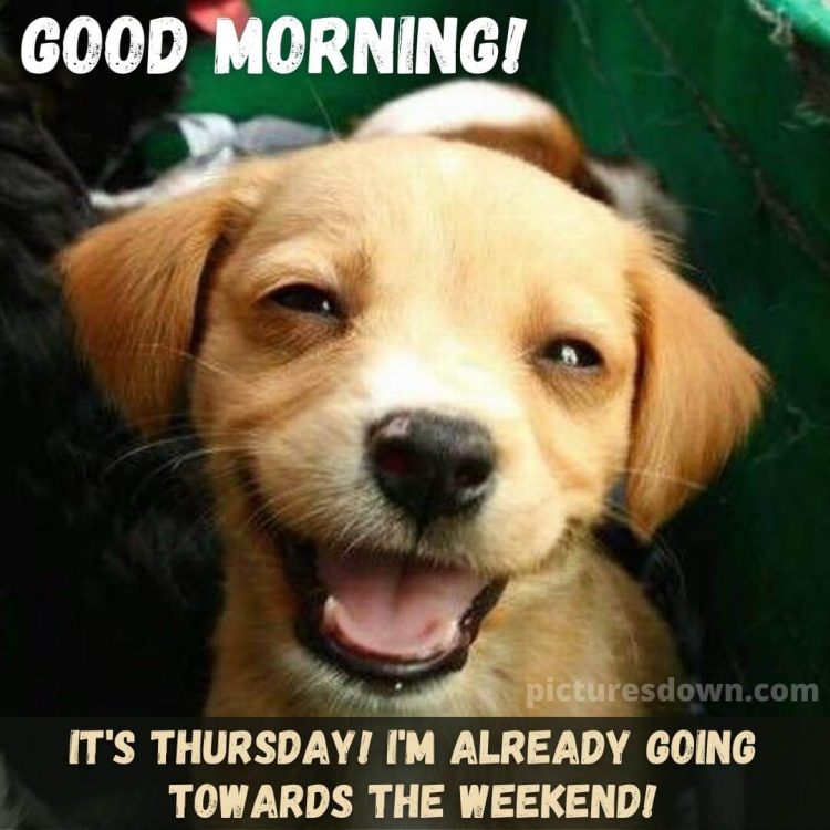 Thursday morning message happy dog free download