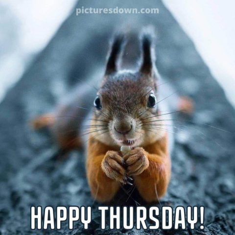 Thursday morning message squirrel free download
